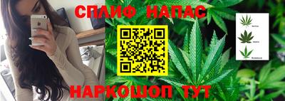 шишки Дубна